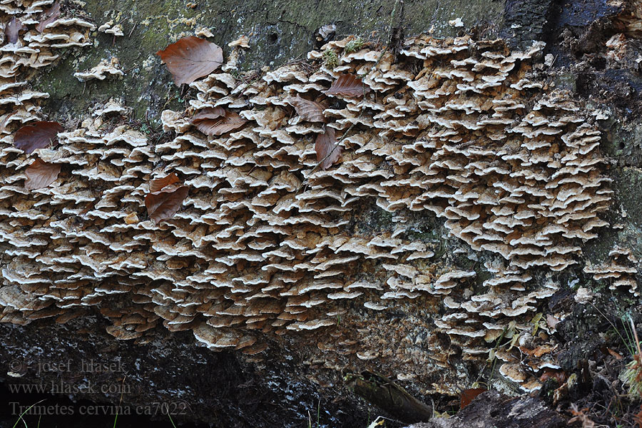 ミノタケ Trametes cervina