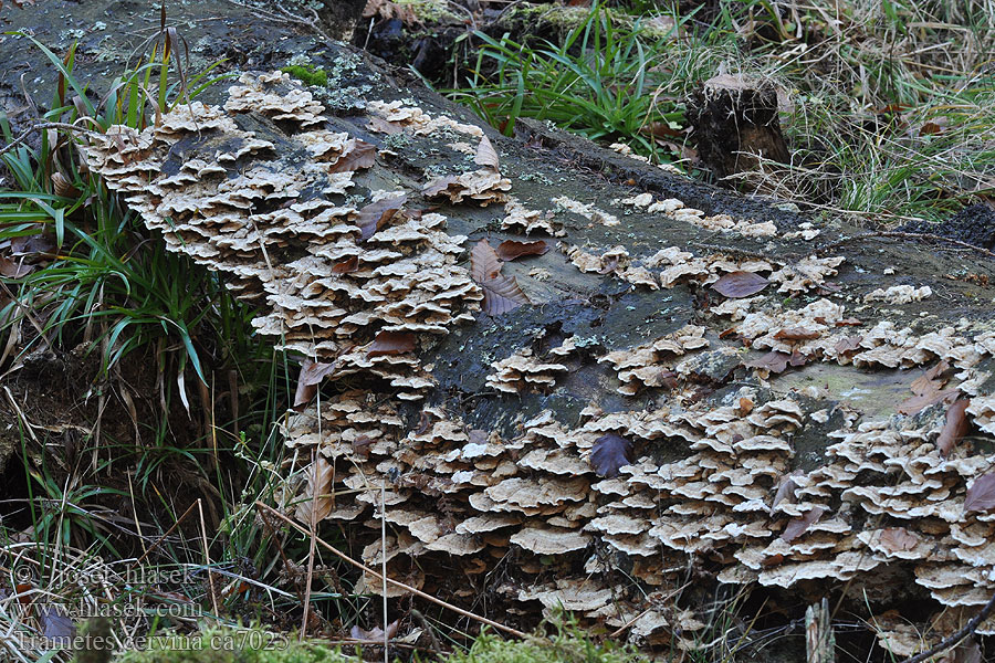 Hirschfarbene Tramete Trametes cervina