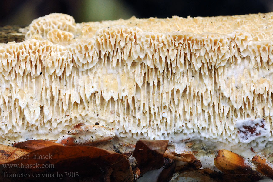 Trametes cervina Outkovka jelení