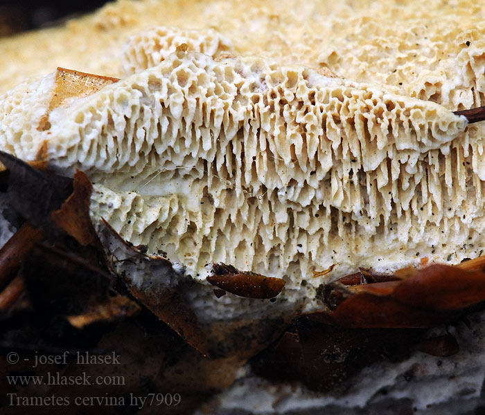 Trametes cervina Trúdnikovec jelení