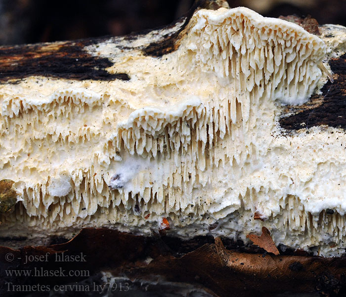 Trametes cervina Траметес красно-бурый