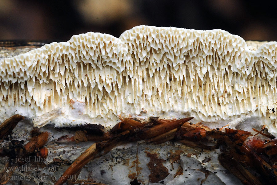 Trametes cervina Puklet læderporesvamp