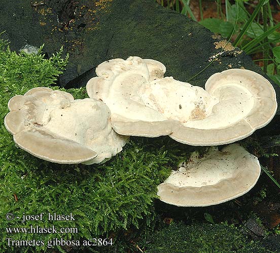 Trametes gibbosa Outkovka hrbatá Tramète bossue bossu Wrośniak garbaty Witte bultzwam Gebuckelte Tramete Buckel-Tramete Buckeltramete Lumpy Bracket Puklet Læderporesvamp Grbasta ploskocevka Púpos egyrétűtapló траметес горбатый Bøkekjuke Trúdnikovec hrbatý Korkticka