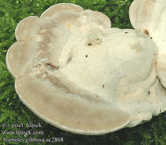 Trametes gibbosa ac2868