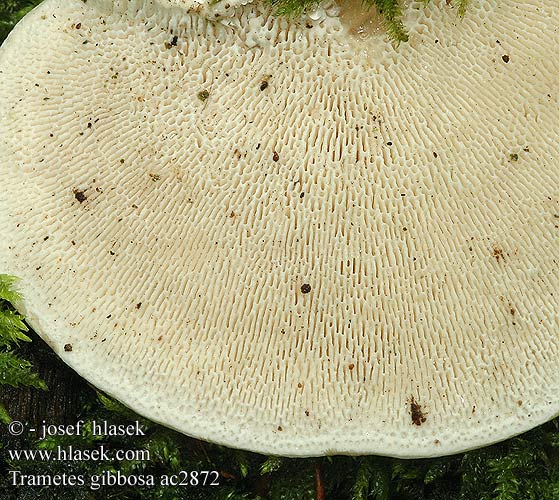 Trametes gibbosa ac2872