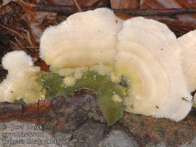 Trametes hirsuta a8143