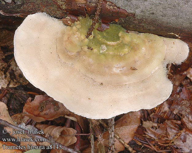 Tramète hirsute Ruig elfenbankje Borostás egyrétűtapló Striegelige Tramete Wrośniak szorstki Trúdnikovec chlpatý Outkovka chlupatá Borstticka Coriolus hirsutus Polyporus Polystictus Raggkjuke Траметес жесковолосистый Trametes hirsuta Hairy Bracket Håret læderporesvamp Karvavyökääpä