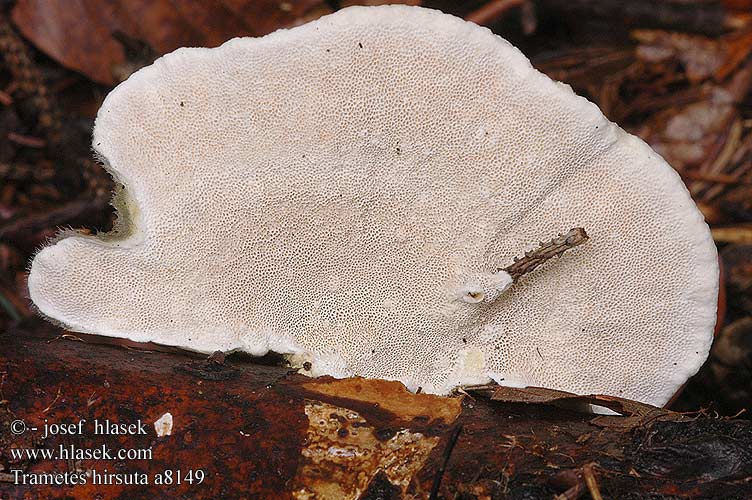 Wrośniak szorstki Trúdnikovec chlpatý Outkovka chlupatá Borstticka Coriolus hirsutus Polyporus Polystictus Raggkjuke Траметес жесковолосистый Trametes hirsuta Hairy Bracket Håret læderporesvamp Karvavyökääpä Tramète hirsute Ruig elfenbankje Borostás egyrétűtapló Striegelige Tramete