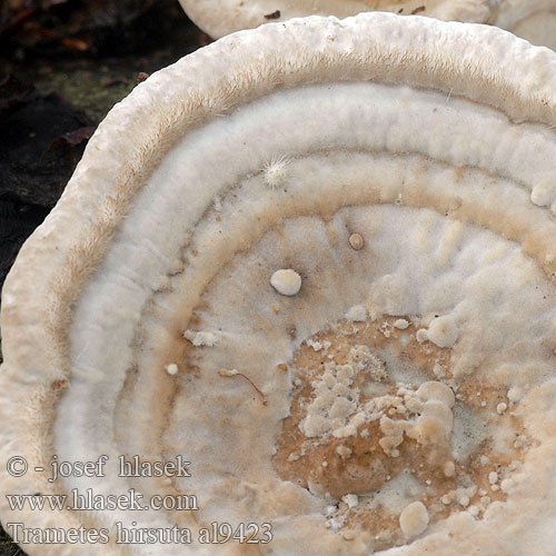 Trametes hirsuta Coriolus hirsutus Polyporus Polystictus Hairy Bracket Håret læderporesvamp Karvavyökääpä Tramète hirsute Ruig elfenbankje Borostás egyrétűtapló Striegelige Tramete Wrośniak szorstki Trúdnikovec chlpatý Outkovka chlupatá Borstticka Raggkjuke Траметес жесковолосистый