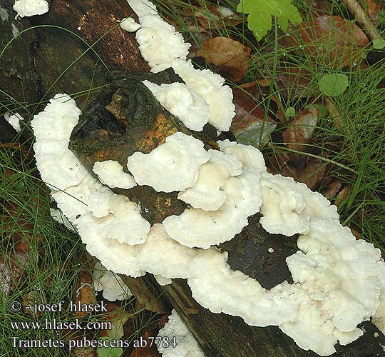 Trametes pubescens Coriolus Outkovka pýřitá Wrośniak miekkowłosy omszony Samtige Tramete Puhasta ploskocevka White-rot fungus Sammetsticka 绒毛栓菌 Dunet læderporesvamp Nukkavyökääpä Tramète pubescent Fluweelelfenbankje ヤキフタケ Траметес опушенный опушенная кожистая губка Fløyelskjuke Trúdnikovec zamatový