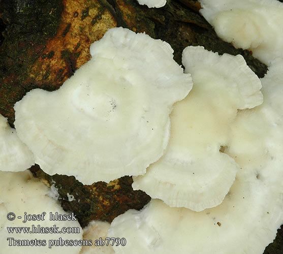 Trametes pubescens ab7790