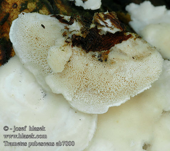 Trametes pubescens ab7800