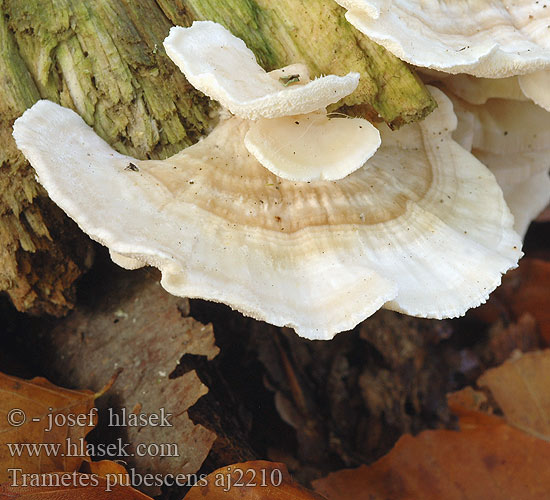 Trametes pubescens aj2210