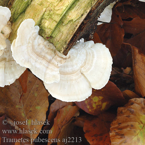 Fløyelskjuke Trúdnikovec zamatový Trametes pubescens Coriolus Outkovka pýřitá Wrośniak miekkowłosy omszony Samtige Tramete Puhasta ploskocevka White-rot fungus Sammetsticka 绒毛栓菌 Dunet læderporesvamp Nukkavyökääpä Tramète pubescent Fluweelelfenbankje ヤキフタケ Траметес опушенный опушенная кожистая губка