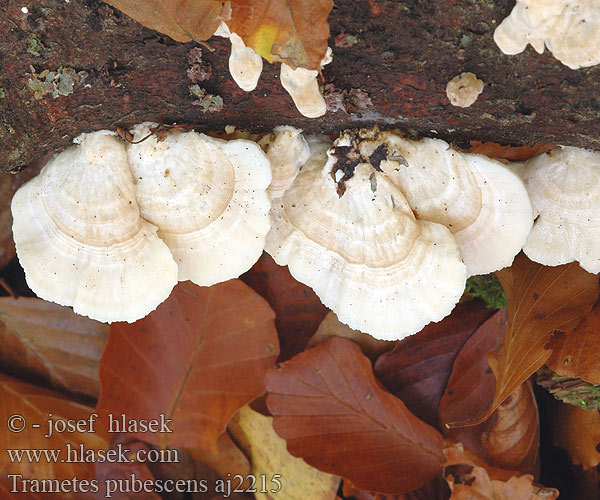 Trametes pubescens aj2215