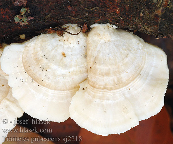 Puhasta ploskocevka White-rot fungus Sammetsticka 绒毛栓菌 Dunet læderporesvamp Nukkavyökääpä Tramète pubescent Fluweelelfenbankje ヤキフタケ Траметес опушенный опушенная кожистая губка Fløyelskjuke Trúdnikovec zamatový Trametes pubescens Coriolus Outkovka pýřitá Wrośniak miekkowłosy omszony Samtige Tramete