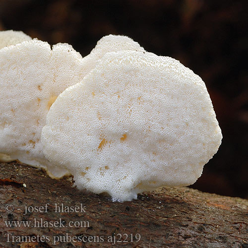 Trametes pubescens aj2219