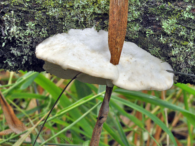 Trametes suaveolens Outkovka vonná Anis-Tramete