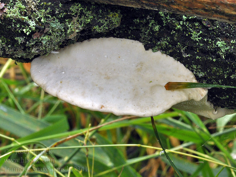 Trametes suaveolens Anijskurkzwam Wrośniak anyżkowy