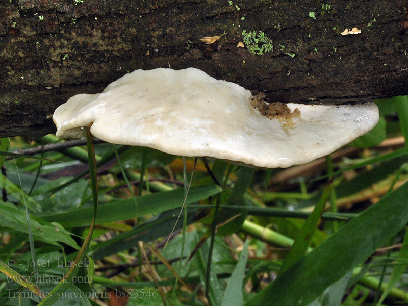 Trametes suaveolens Trúdnikovec voňavý Vellugtende læderporesvamp