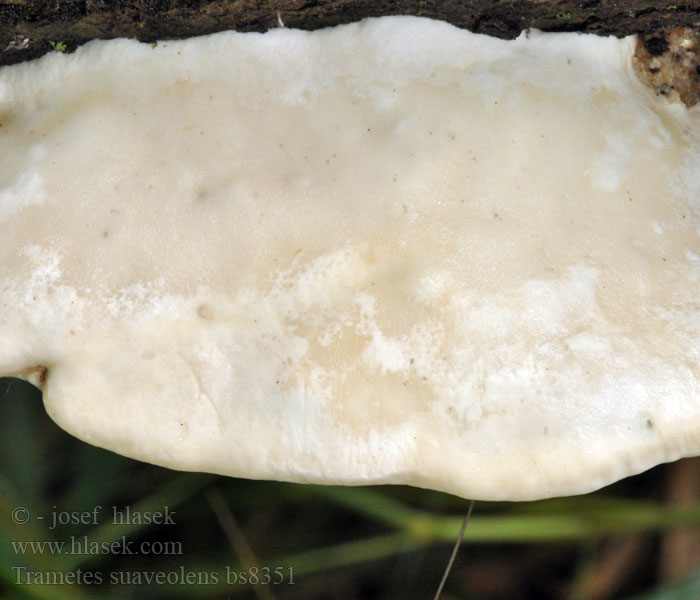 Trametes suaveolens Sydlig anisticka Tuoksuvyökääpä