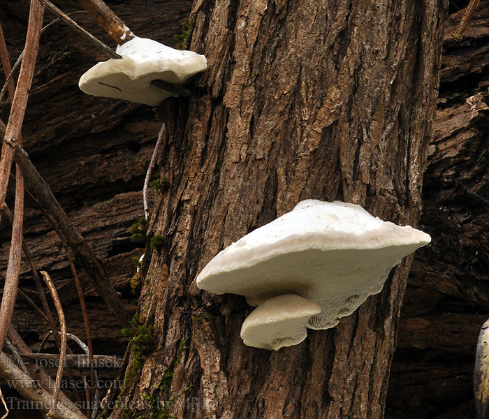 Trametes suaveolens Outkovka vonná