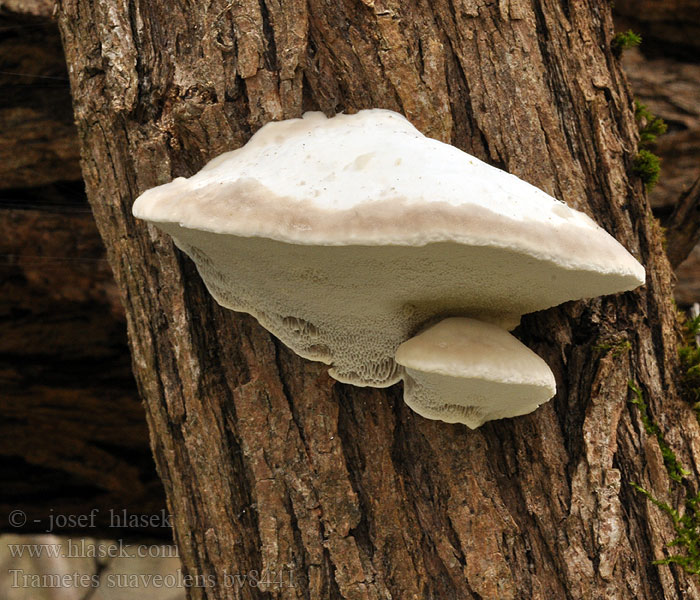 Trametes suaveolens Anis-Tramete