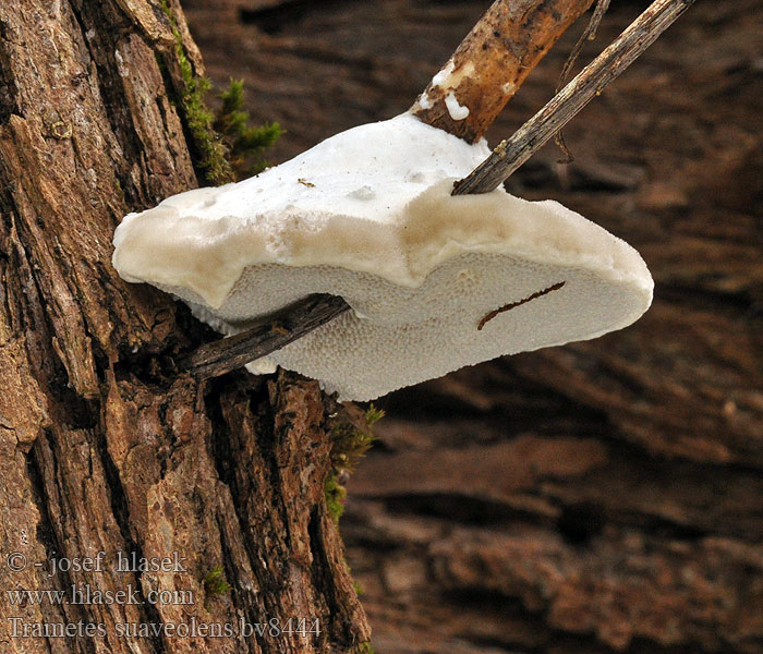 Trametes suaveolens Anijskurkzwam