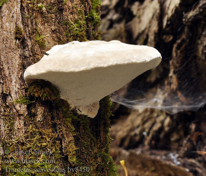 Trametes suaveolens Wrośniak anyżkowy