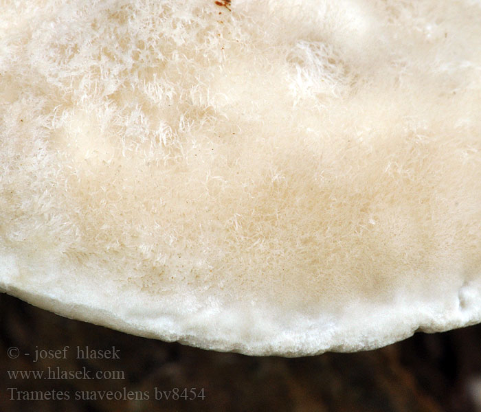 Trametes suaveolens Trúdnikovec voňavý