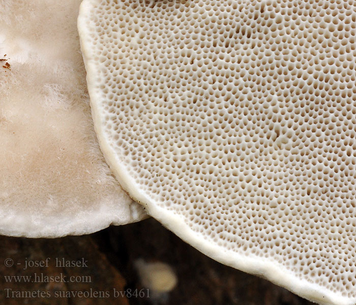 Trametes suaveolens Vellugtende læderporesvamp