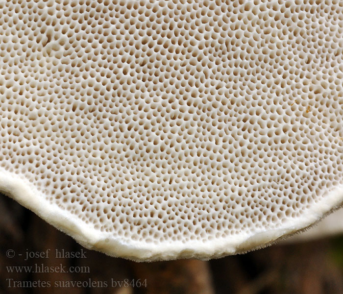 Trametes suaveolens Sydlig anisticka