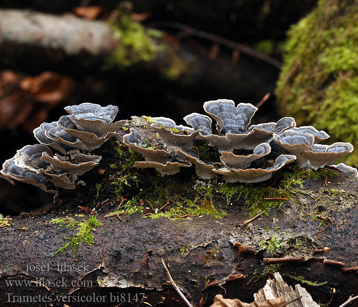 Trametes versicolor Coriolus Polyporus Schmetterlingstramete Turkey Tail 云芝 雲芝 Yun zhi カワラタケ Gewoon elfenbankje Outkovka pestrá Polypore versicolore Bolet soca versicolor Broget Læderporesvamp Trúdnikovec pestrý Гриб Каваратаке Траметес разноцветный Трутовик Дедалеопсис пестрый Ћуранов реп Каваратаке Кауаратаке Кориолус Silkkivyökääpä Įvairiaspalvė kempė Lepketapló Šarena tvrdokoška Silkekjuke Wrośniak różnobarwny Cogumelo Pisana ploskocevka Sidenticka Beyaz Çürükçül Funguslar