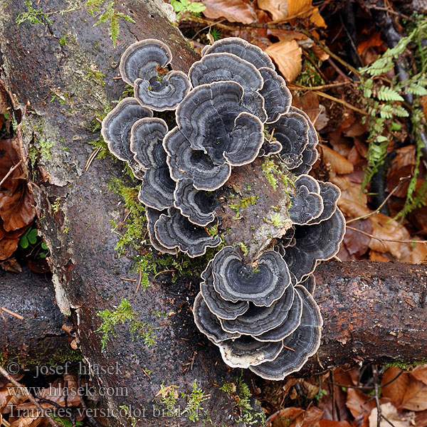 Turkey Tail 云芝 雲芝 Yun zhi カワラタケ Gewoon elfenbankje Outkovka pestrá Polypore versicolore Bolet soca versicolor Broget Læderporesvamp Trúdnikovec pestrý Гриб Каваратаке Траметес разноцветный Трутовик Дедалеопсис пестрый Ћуранов реп Каваратаке Кауаратаке Кориолус Silkkivyökääpä Įvairiaspalvė kempė Lepketapló Šarena tvrdokoška Silkekjuke Wrośniak różnobarwny Cogumelo Pisana ploskocevka Sidenticka Beyaz Çürükçül Funguslar Trametes versicolor Coriolus Polyporus Schmetterlingstramete