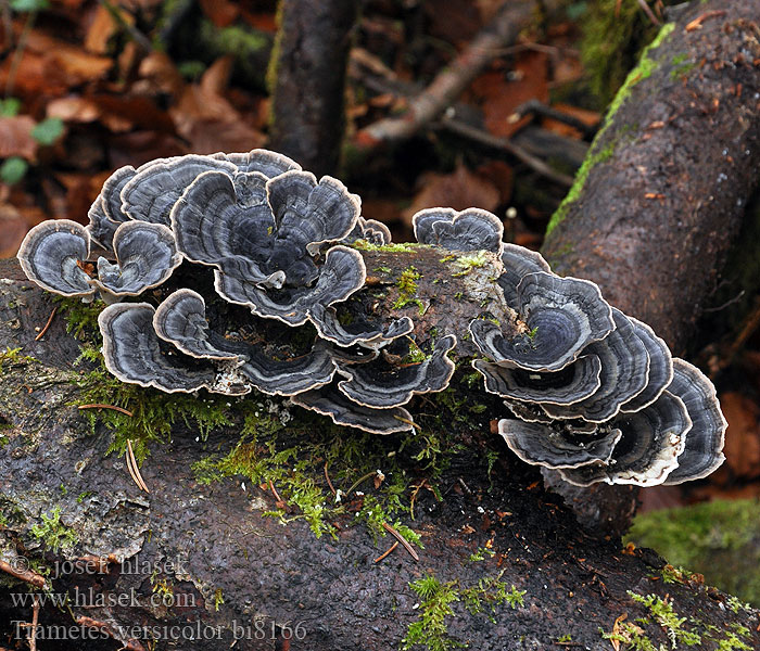 Outkovka pestrá Polypore versicolore Bolet soca versicolor Broget Læderporesvamp Trúdnikovec pestrý Гриб Каваратаке Траметес разноцветный Трутовик Дедалеопсис пестрый Ћуранов реп Каваратаке Кауаратаке Кориолус Silkkivyökääpä Įvairiaspalvė kempė Lepketapló Šarena tvrdokoška Silkekjuke Wrośniak różnobarwny Cogumelo Pisana ploskocevka Sidenticka Beyaz Çürükçül Funguslar Trametes versicolor Coriolus Polyporus Schmetterlingstramete Turkey Tail 云芝 雲芝 Yun zhi カワラタケ Gewoon elfenbankje