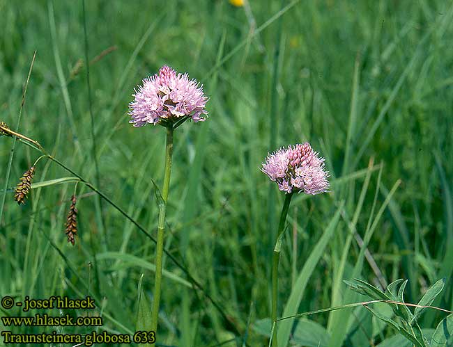 Traunsteinera globosa