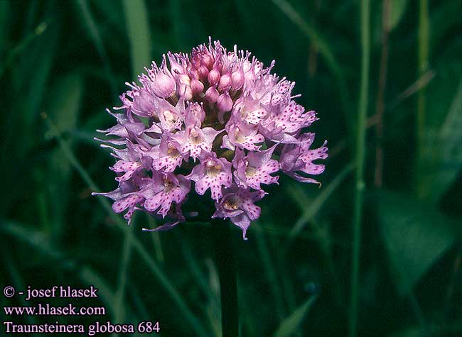 Traunsteinera globosa