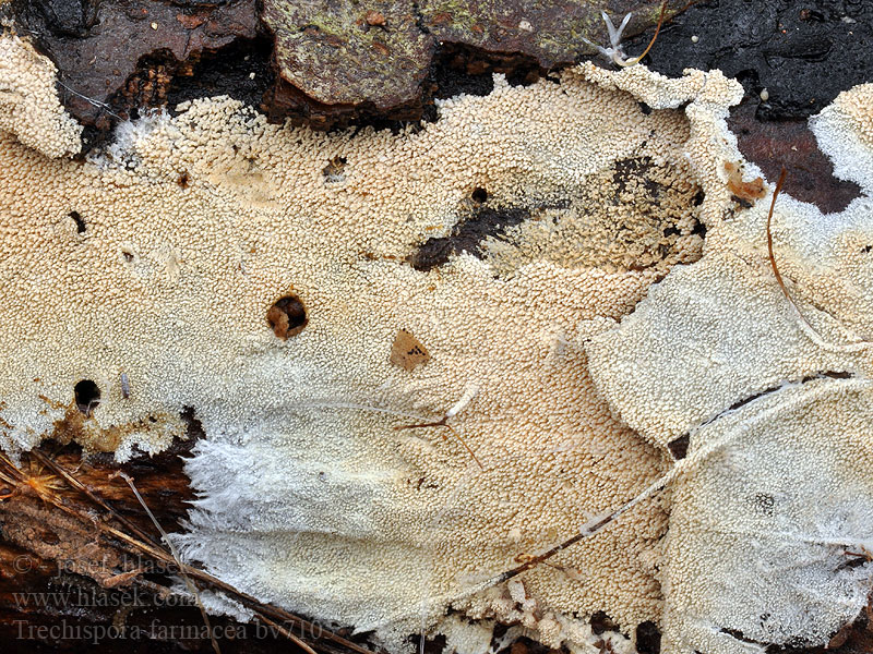 Trechispora farinacea Trechispora moučnatá Melig dwergkorstje