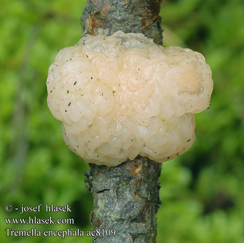 Tremella encephala ac8109