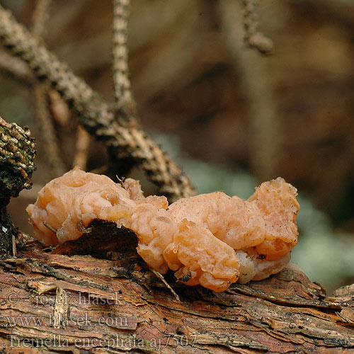 Tremella encephala aj7507