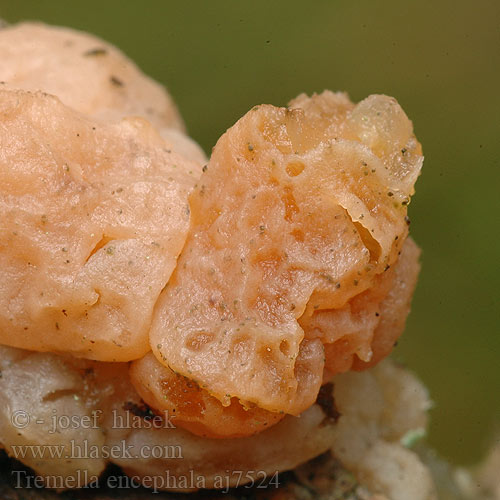 Tremella encephala aj7524