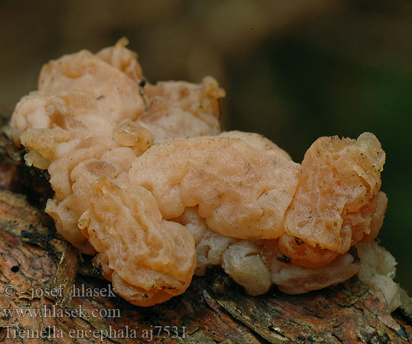 Tremella encephala aj7531