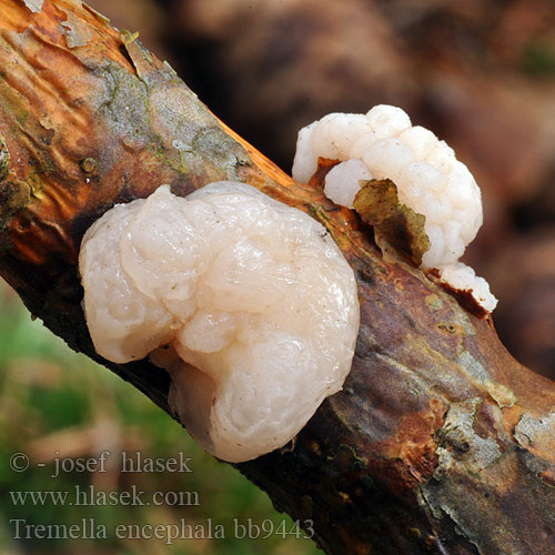 Tremella encephala bb9443