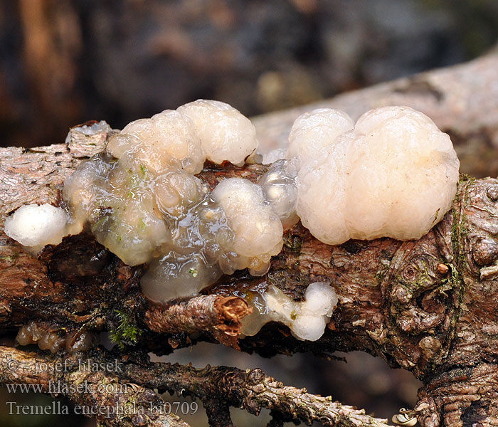 Tremella encephala bi0709