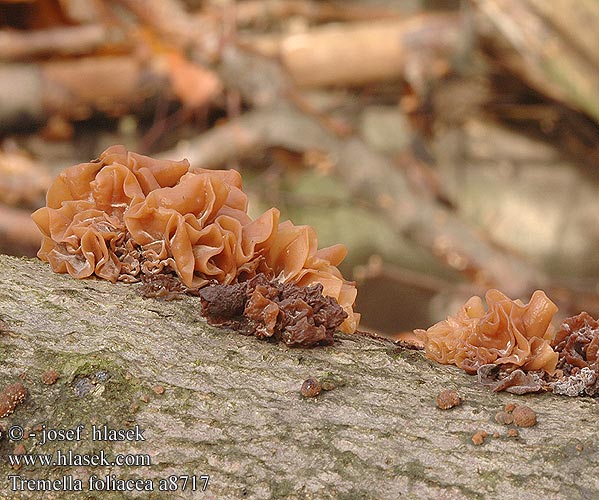 Tremella foliacea Leafy Brain Kruset bavresvamp Liuskahytykkä