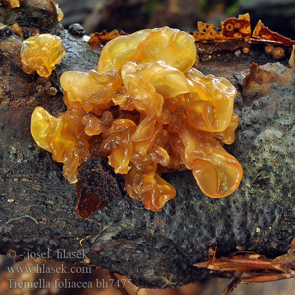 Tremella foliacea bh7475