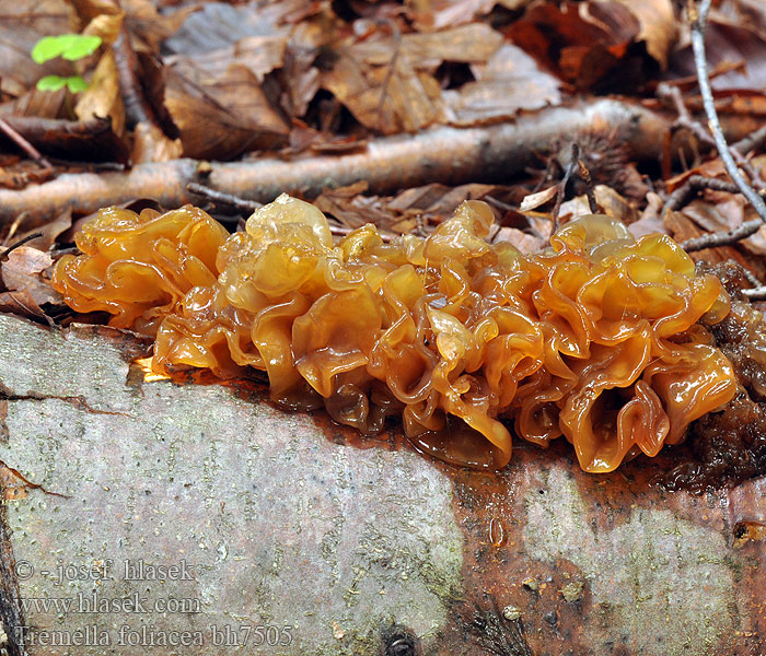 Rosolovka listovitá Exidia Phaeotremella pseudofoliacea ferruginea