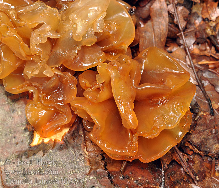 Bladgelesopp Trémelle foliacée Bruine trilzwam Aranyos rezgőgomba