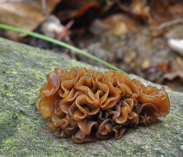 Tremella foliacea Leafy Brain Kruset bævresvamp