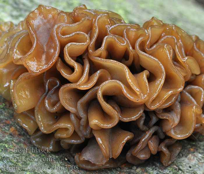 Tremella foliacea Liuskahytykkä Trémelle foliacée Bruine trilzwam